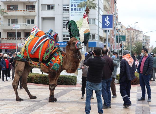 Denizli’de hafta sonu güreşecek develer şehir merkezinde gezdirildi