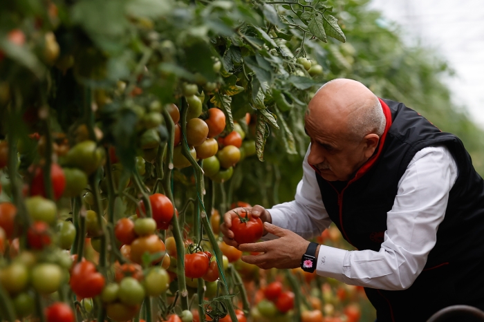 Tarım ve Orman Bakanı Kirişci, serada domates, biber topladı