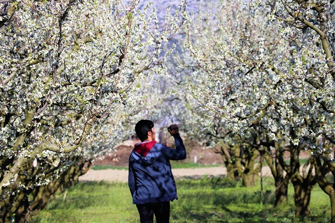 Burdur’da açan erik ve şeftali çiçekleri doğayı renklendirdi