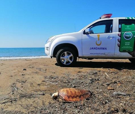Manavgat’ta sahile vurmuş 4 ölü caretta caretta bulundu