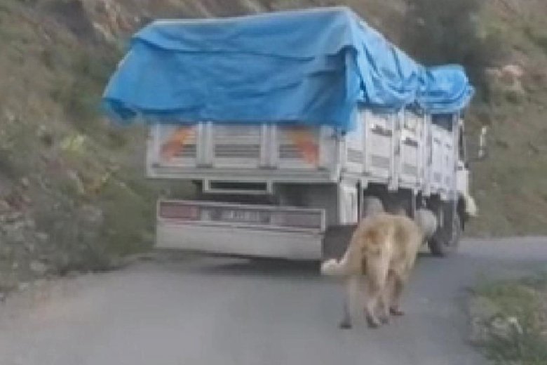 Antalya’da köpeğini kamyonun arkasına bağlayan sürücü hakkında işlem yapıldı