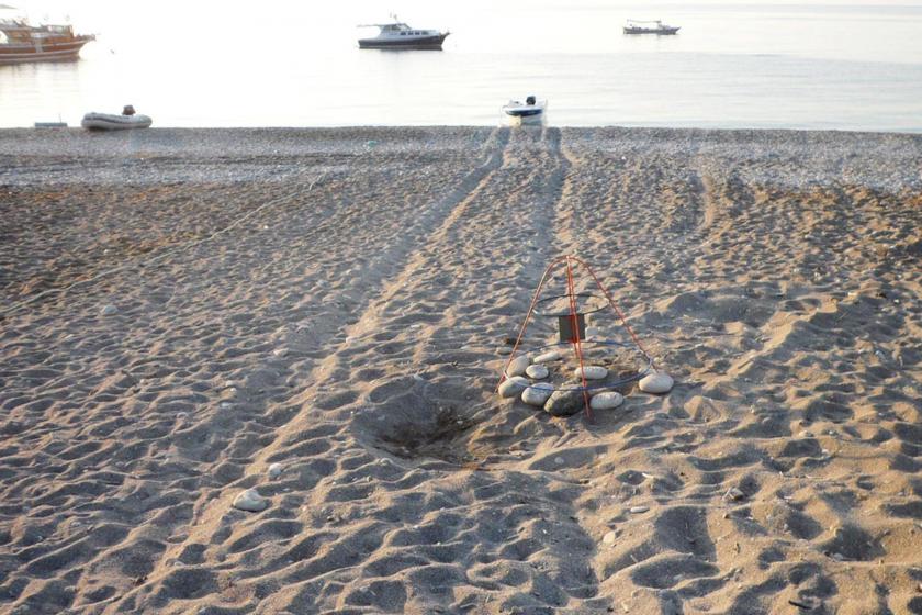 Antalya’da deniz kaplumbağalarının üreme yuvası kafesle korumaya alındı