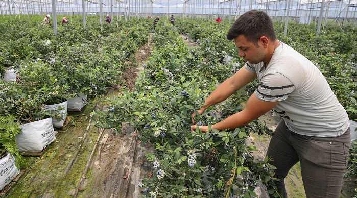 Üretici, serada topraksız tarımla yaban mersini verimini ikiye katladı