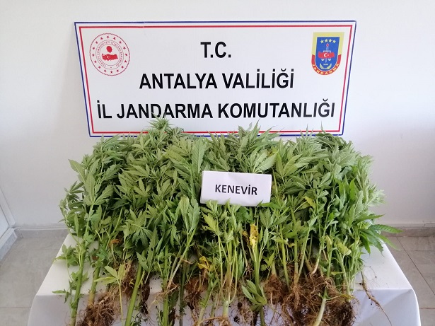 Gazipaşa’da bahçeye Hint keneviri eken şüpheliler yakalandı