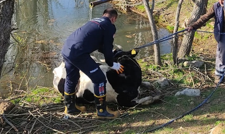Havuza düşen ineği itfaiye kurtardı
