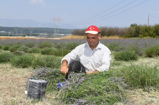 Aksu’da lavanta hasadı