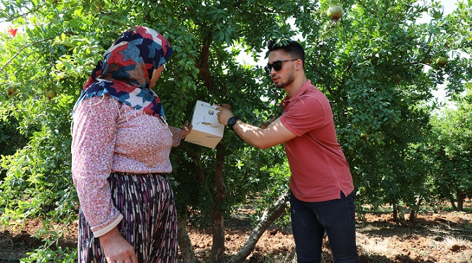Narenciye ve nar ağaçlarını avcı böcek koruyacak