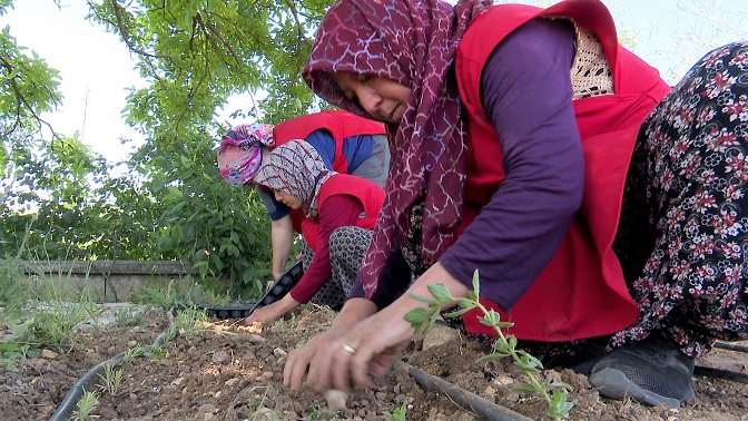 Büyükşehir’den KORKOOP’lu kadınlara fide desteği
