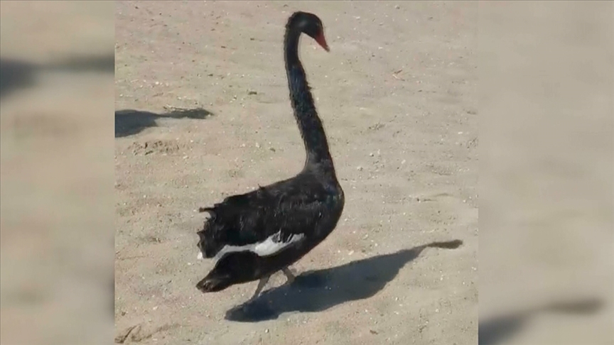 Antalya’da siyah kuğu sürprizi