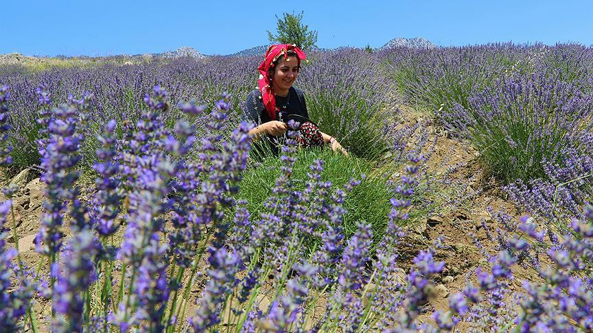 Burdur’un lavanta tarlaları hem ihracata hem turizme hizmet ediyor