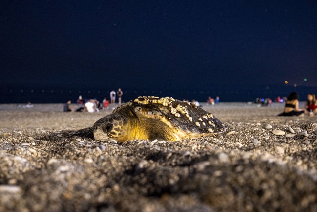 Antalya’da deniz kıyısına çıkan caretta caretta için sahil boşaltıldı