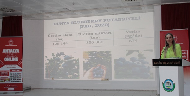 Serik’te topraksız yaban mersini üreticiliği semineri verildi