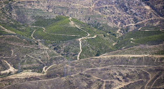 Antalya’da yanan ormanlık alanlar yeniden yeşeriyor