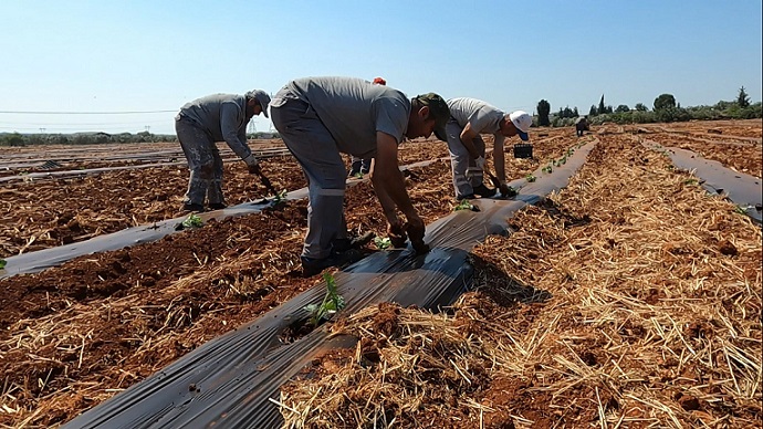 Antalya Orman Çiftliği’nde karpuz ve kavun ekimi