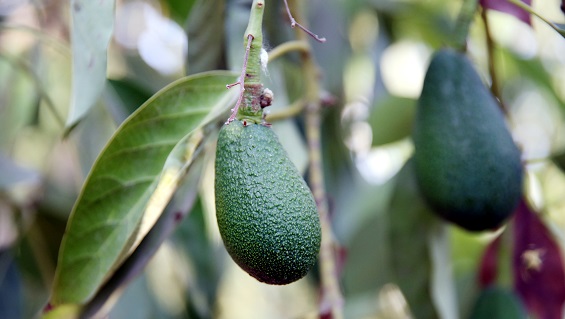 İhracatçılar avokado ve yaban mersini için yeni pazar arayışında