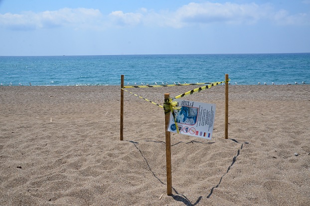 Antalya’da deniz yerine caddeye yönelen caretta carettalar telef oldu