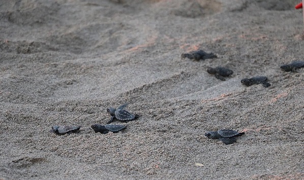 Patara’da caretta caretta yavruları denizle buluştu