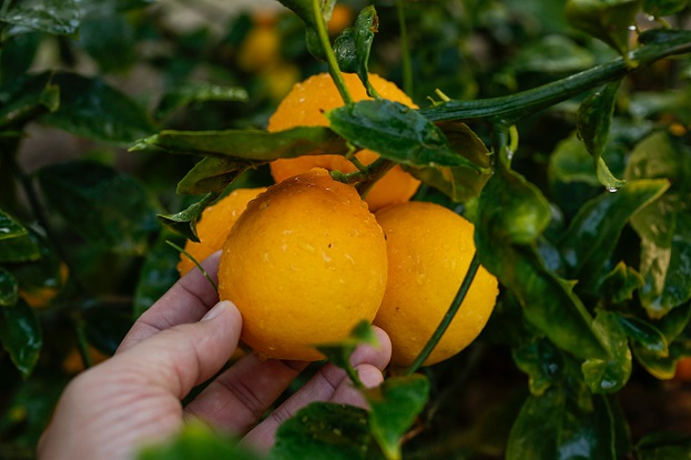 Sezonun ilk limonu 15 Eylül’de ihracat yolcusu