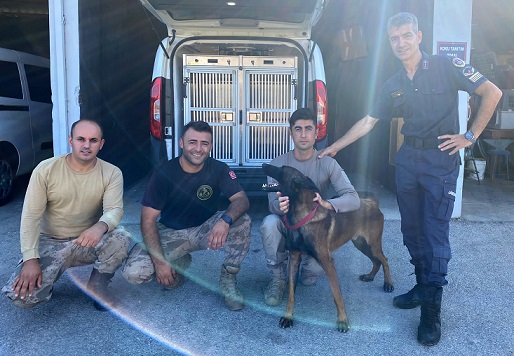 Antalya’da sokaktan kurtarılan köpek jandarmayla operasyonlara katılacak