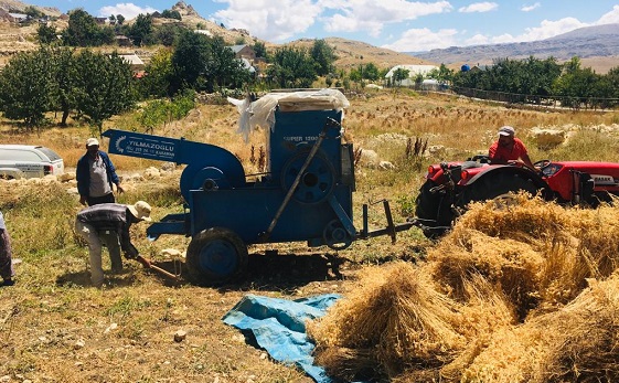 Gazipaşalı üreticiler nohutlarını hasat etti