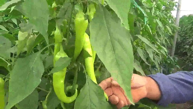 Elmalı’da seralarda domates ve bibere alternatif dikilen gülün hasadına başlandı