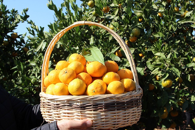 İspanya’da mandalina rekoltesi düştü, Türk mandalinasının başına talih kuşu kondu