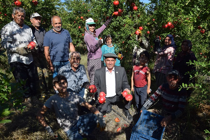 Kumluca’da bu sezon 20 bin ton nar yetiştirilmesi bekleniyor
