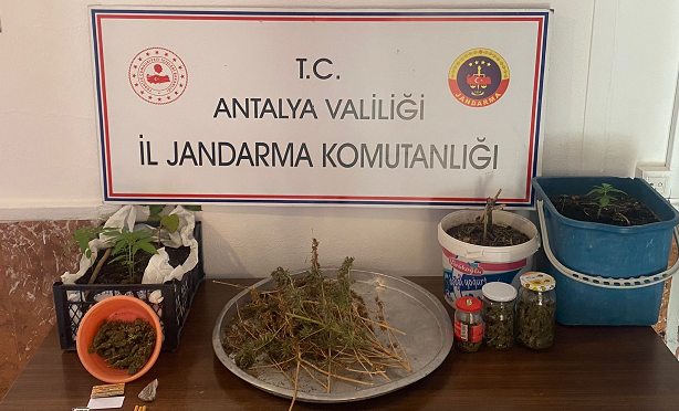 Antalya’da Jandarmadan yasadışı kenevir ekimine operasyon