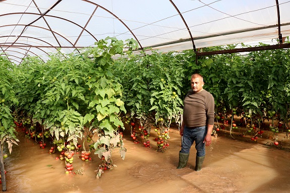 Kumluca’da selden zarar gören domates üreticileri yaşadıklarını anlattı