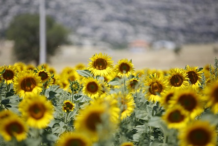 Korkuteli’de çiftçilere yağlık ayçiçeği tohumu dağıtıldı