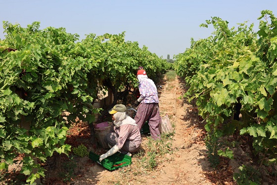 Yaş üzümde 200 milyon dolar aşılacak