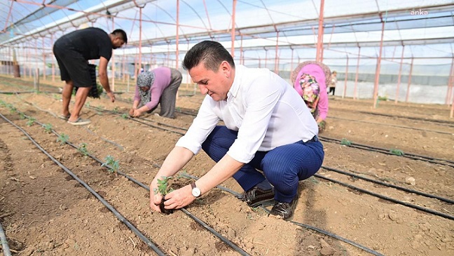 Başkan Köleoğlu Dikim Yapan Çiftçilere Yardım Etti