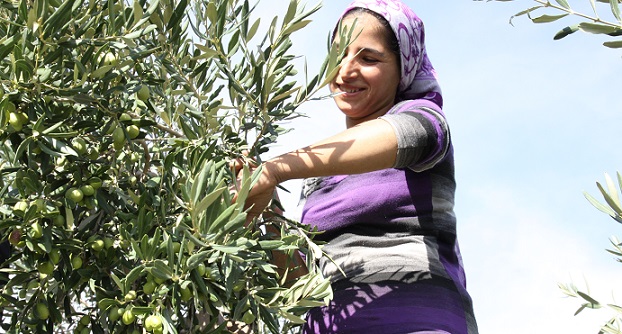 Türkiye’nin sofralık zeytin ihracatı 184 milyon 510 bin dolar oldu