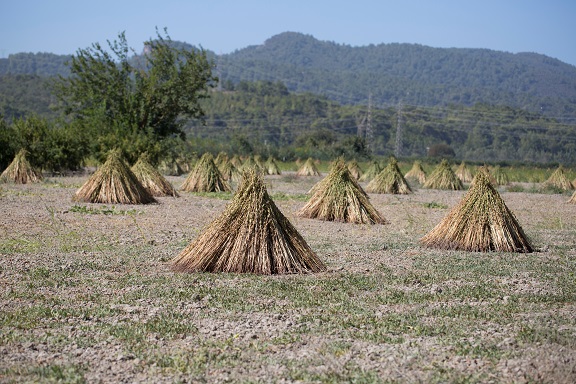 Susam ihracatı uçuşa geçti