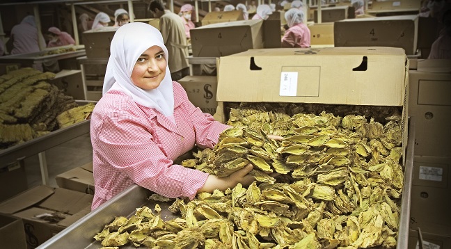Tütün sektörü 2024 yılında 1 milyar dolar ihracat hedefliyor