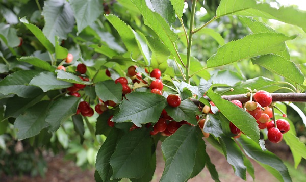 Türkiye kiraz ihracatından 300 milyon dolar döviz hedefliyor