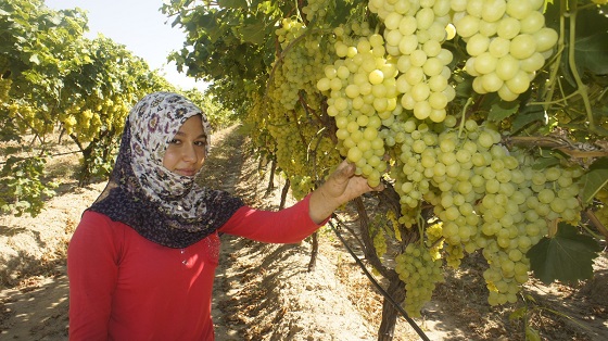 İklim değişikliği Superior Seedless Çeşidi Sofralık Üzümün ihracat yolculuğunu 15 gün öne çekti