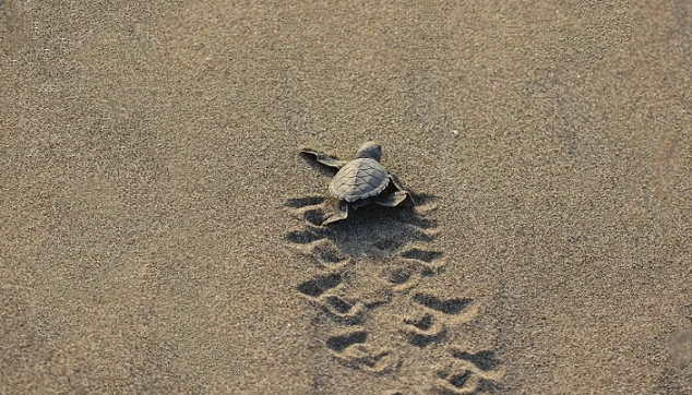 Yolunu Şaşıran Caretta Caretta, Denıze Ulaştırıldı