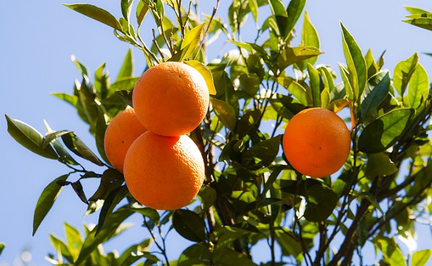 İhracatçı istedi, TARSİM mandalinanın sigorta bedelini artırdı