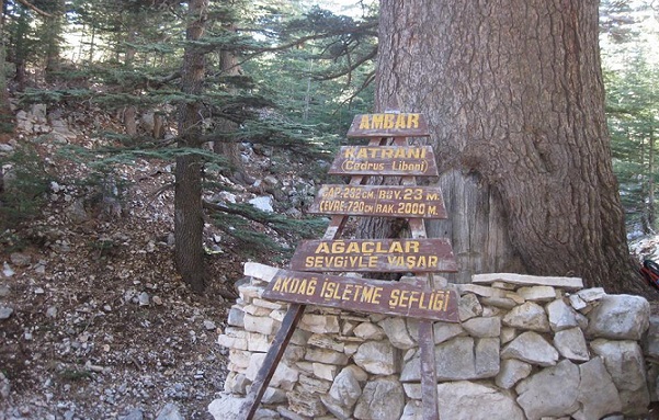 Kumluca’nın Tarihi Ağacı, Türkiye’nin En Yaşlı İkinci Ağacı Olma Özelliğiyle Gurur Veriyor