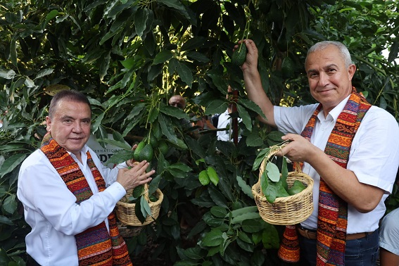 Başkan Böcek’ten avokado ve mango hasadı