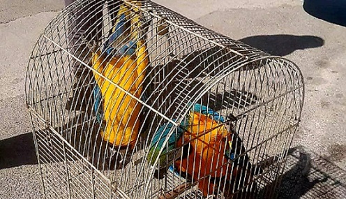 Antalya’da MACAW papağanlarına el konuldu