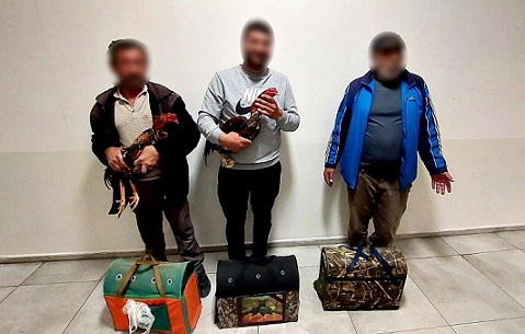Dövüşe hazırlanan horozlar muhafaza altına alındı