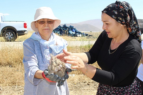 Elmalı’da safran soğanı hasadı başladı