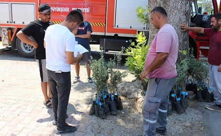 Antalya Büyükşehir’den üreticiye zeytin fidanı desteği