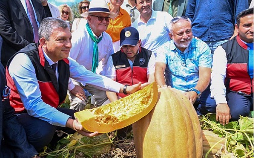 Tarladan Dünya Sofrasına Döşemealtı Camili Bal Kabağı