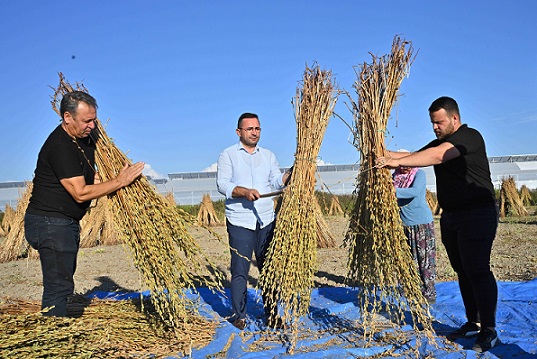 “Manavgat’ın Coğrafi İşaret Tescilli Altın Susamı, Türkiye’nin En Kaliteli Susamı Olarak Öne Çıkıyor”