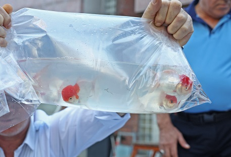 Antalya’da otogarda usulsüz taşınan süs balıkları el konuldu