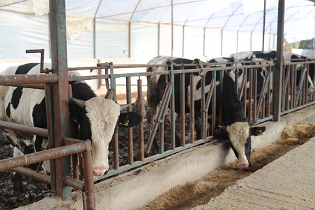 Antalya Büyükşehir’den 2025 yılında hayvancılığa 503 bin 625 kg yem desteği