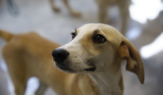 Antalya’da Petshop sahiplerine ücretsiz eğitim